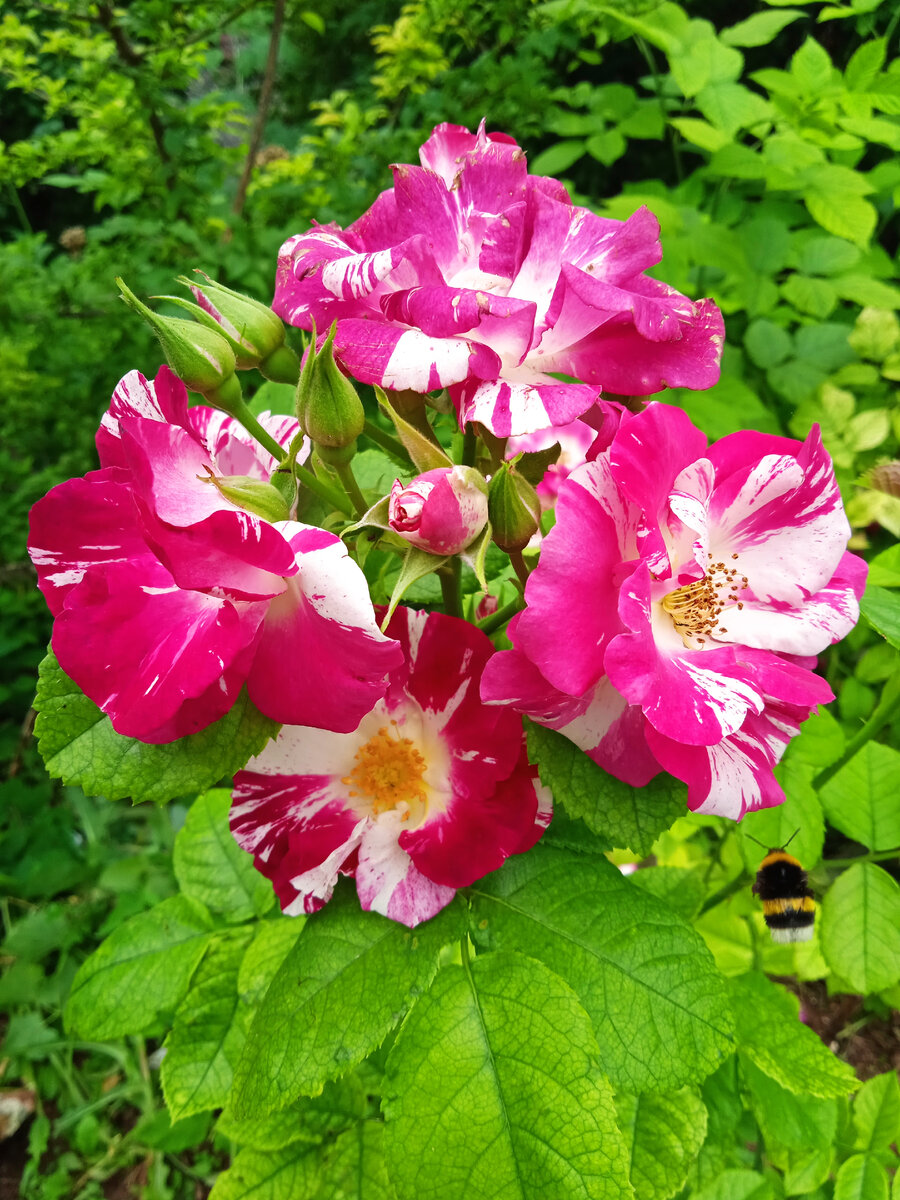 Плетистая роза Перпл Сплеш