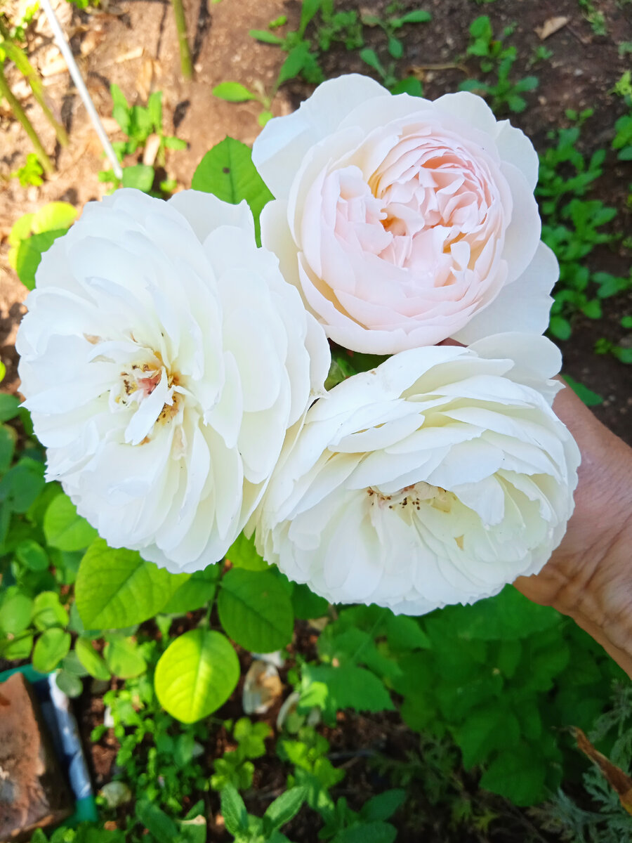 Шраб Рококо