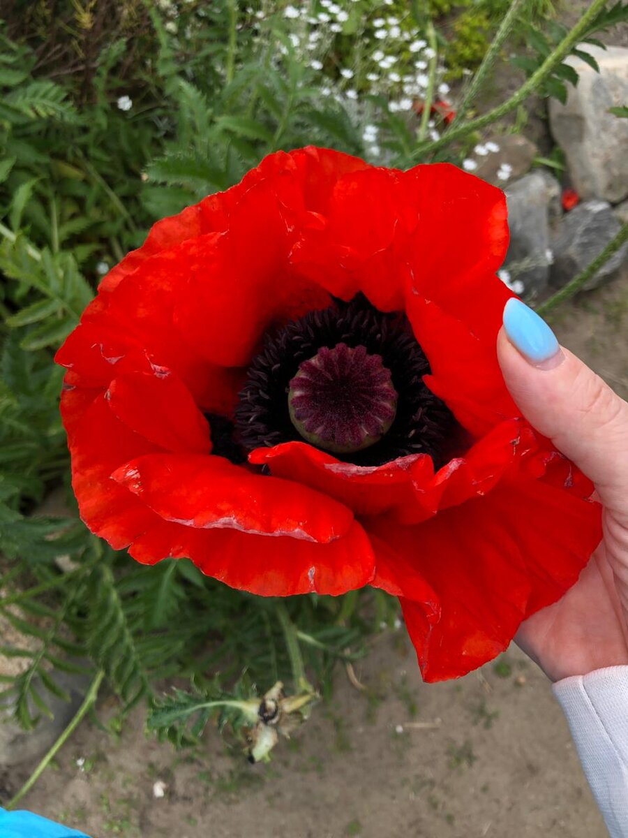 Красный мак