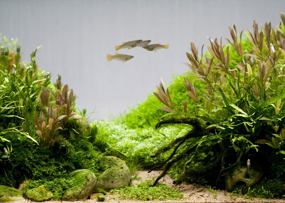 Красивые аквариумы с растениями. Красивые водоросли. Подводные растения. Водоросли для аквариума.