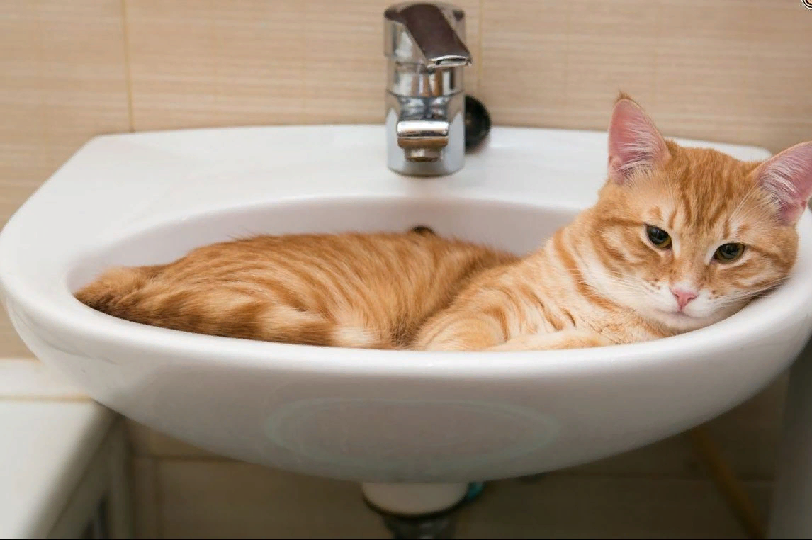 Кошка в ванной. Котик в раковине. Рыжий кот в раковине. Кошка в умывальнике