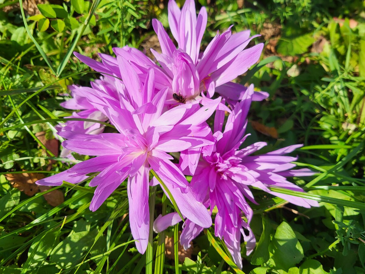 То ли дело в этом году! И сам зацвёл, и детей развёл! В статье использованы фото автора 