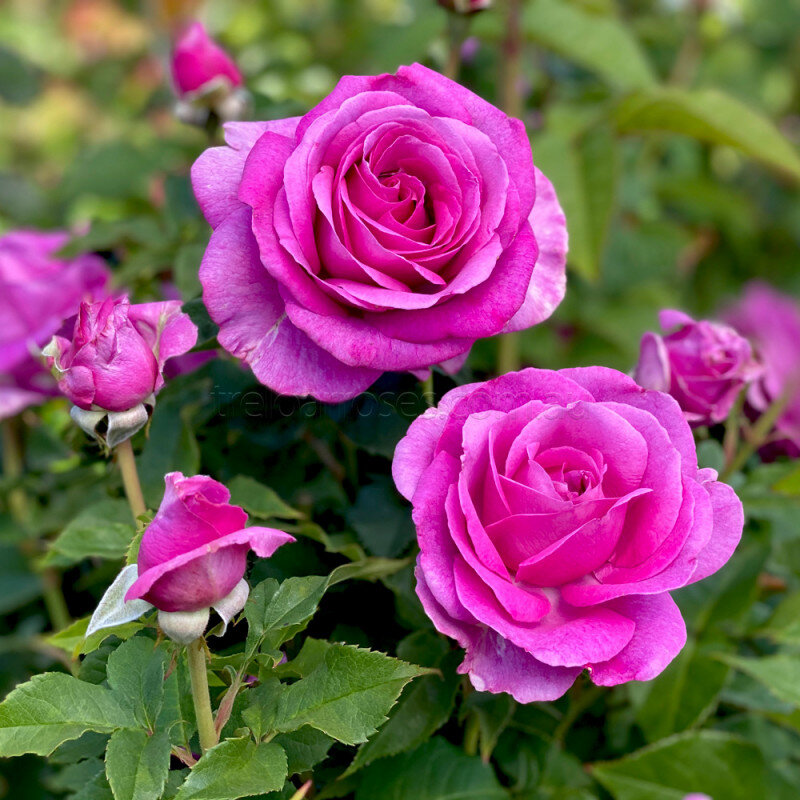 Флорибунда «Восхитительная». Фото Treloar Roses