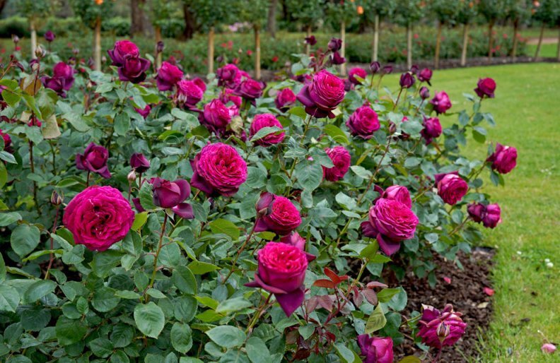 Фото Treloar Roses