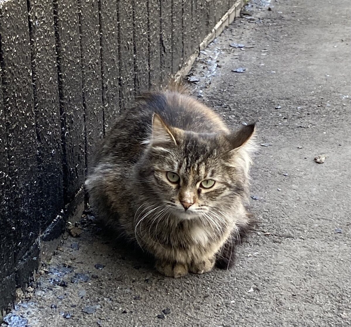 Лиза-сканер