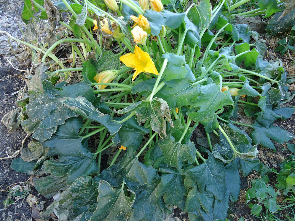 Кабачок после первого заморозка