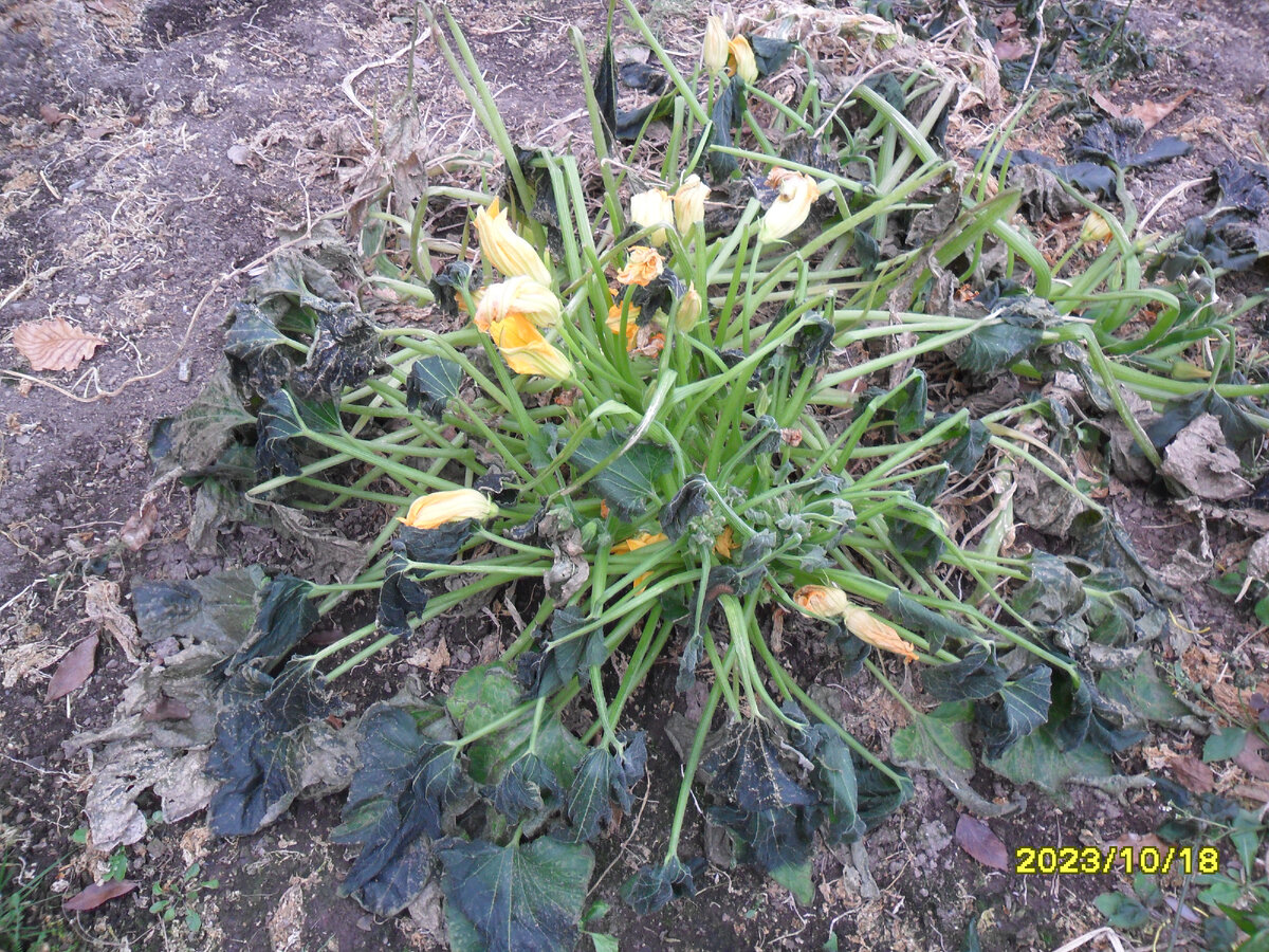 Кабачок после первого заморозка на следующий день