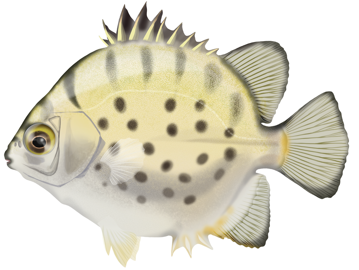 Selenotoca multifasciata