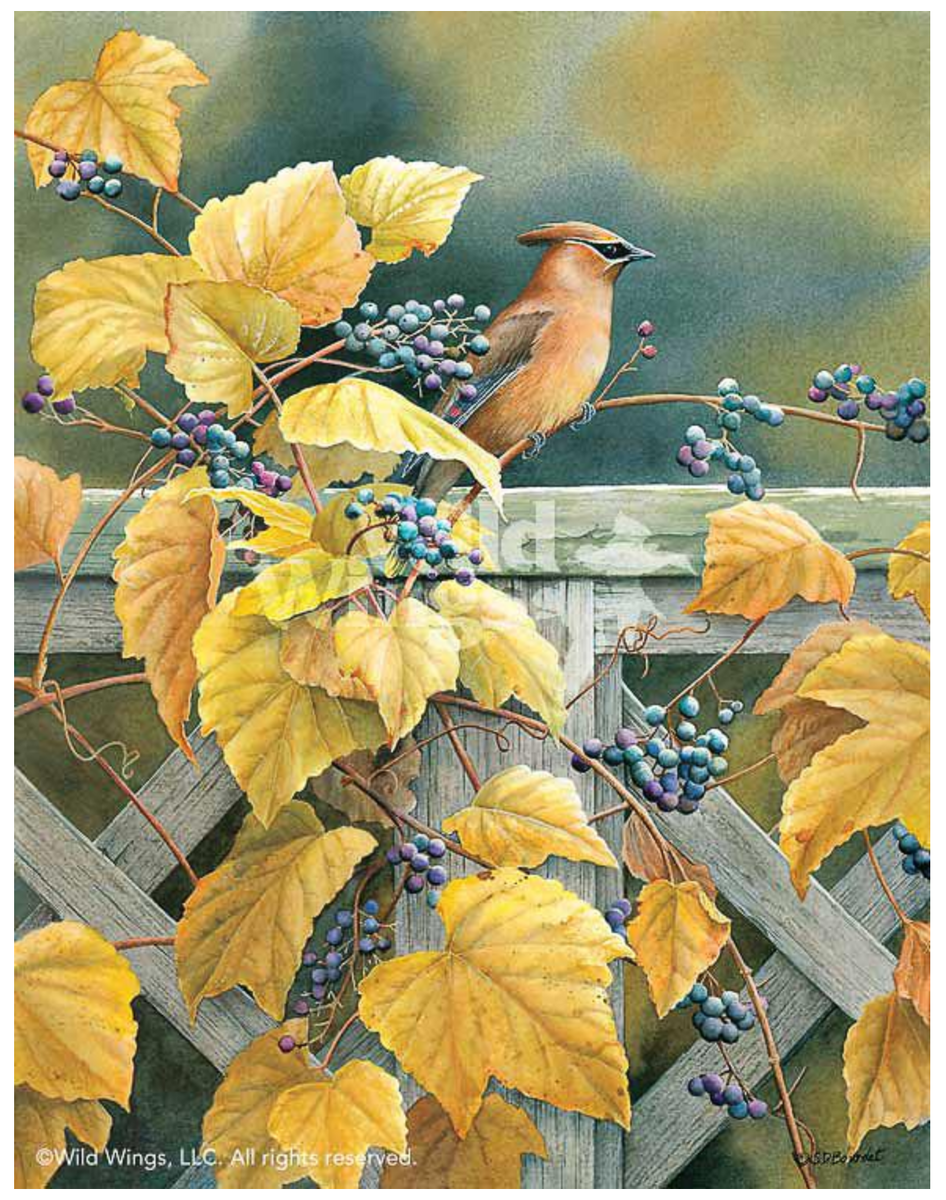 Сьюзан Бурде. Загородный сад - Кедр свиристель. https://www.prints.com/prints.php/Susan_Bourdet/Country_Garden_-_Cedar_Waxwing/?artist_id=2388&print_id=5416 