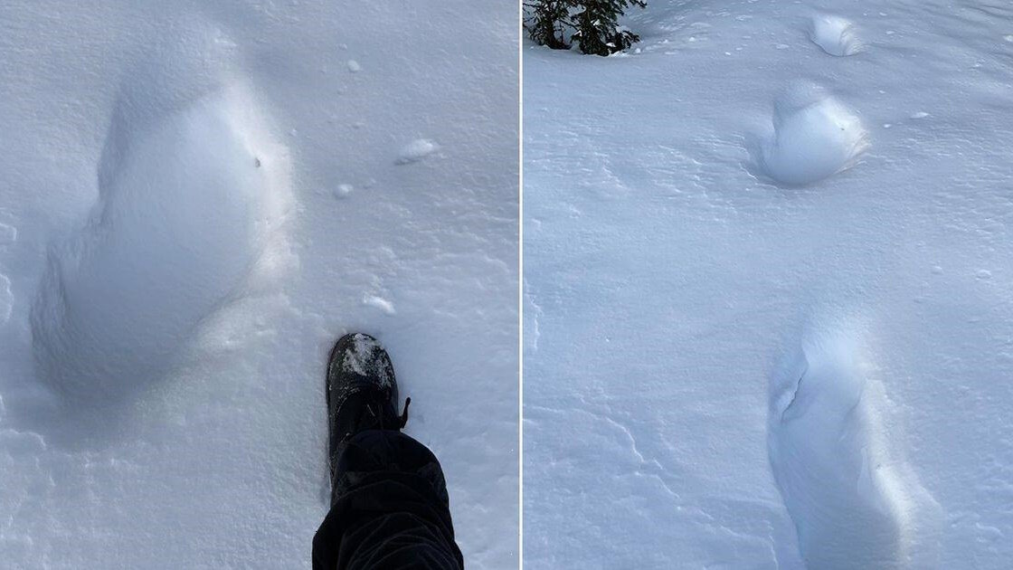 Следы, обнаруженные в Альберте.
Источник фото: https://wsbuzz.com/wp-content/uploads/2023/02/Possible-Bigfoot-tracks-found-in-snow-three-times-bigger-than-human-foot.jpg