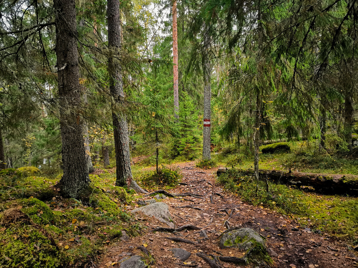 Маркировка тропы у озера Ястребиное