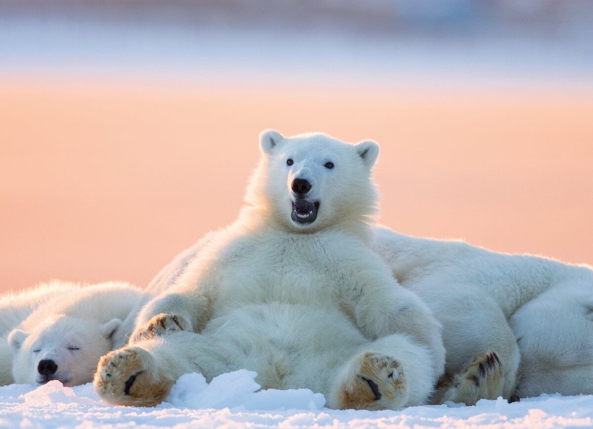 Polar bear steam фото 106
