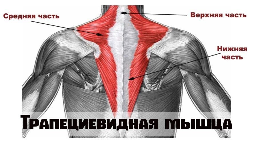 Порции трапециевидной мышцы склонны. Верхние волокна трапециевидной мышцы. Трапециевидные мышцы верхняя средняя нижняя. Трапециевидная мышца анатомия функции. Верхняя трапециевидная мышца крепление