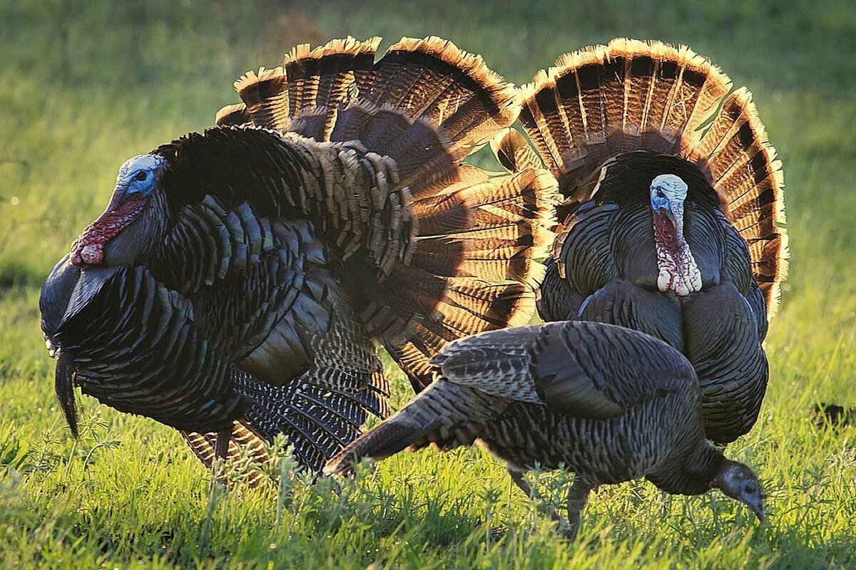 Источник https://klike.net/1939-indyuki-krasivye-kartinki-37-foto.html