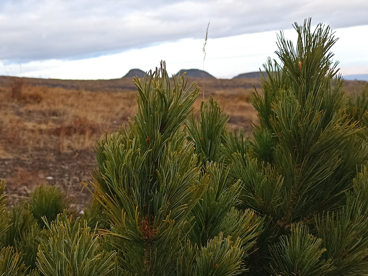 Природа Камчатки. Фото автора