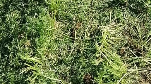 Станислав Реут | Цирюльник за работой! | Дзен