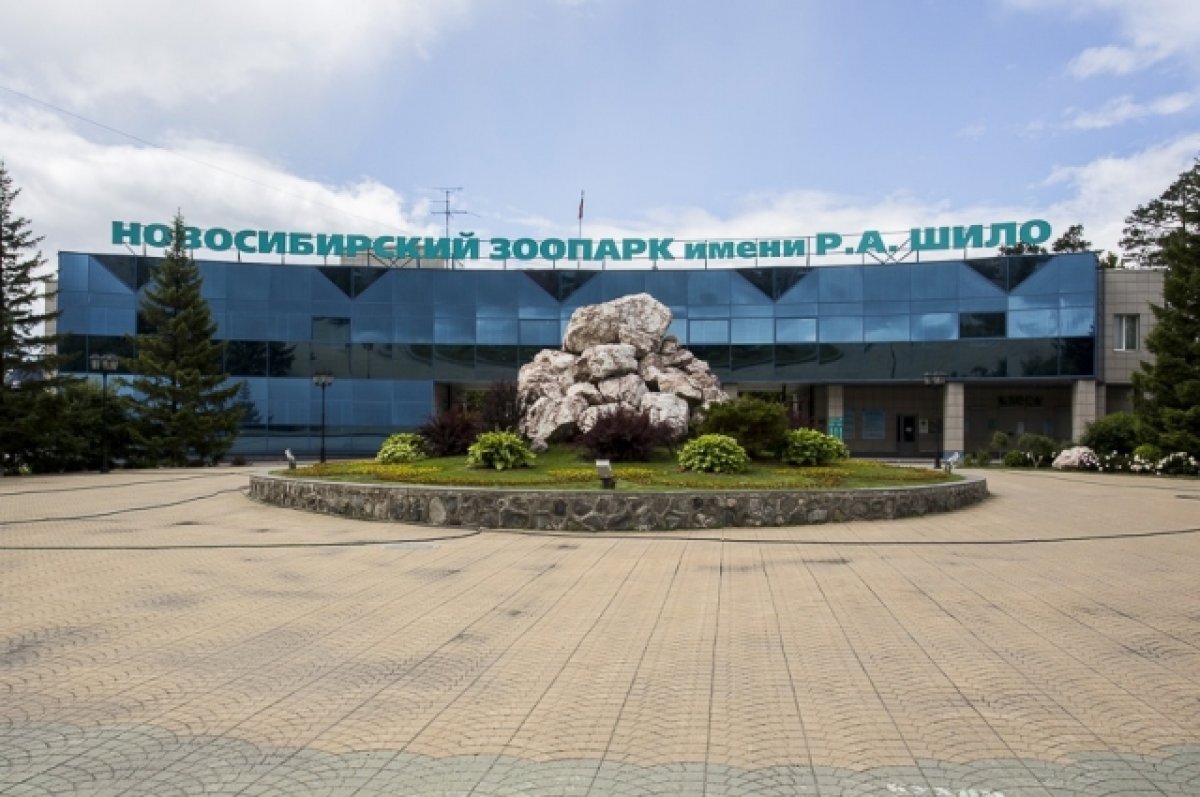    В Новосибирске опубликовали видео игр белых медвежат в зоопарке