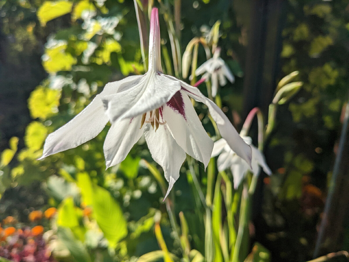 Acidanthera bicolor дома на подоконнике