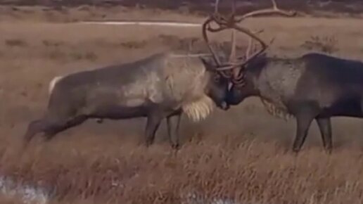 Приуралье | Брачный сезон у оленей. Самцы соревнуются друг с другом На ...