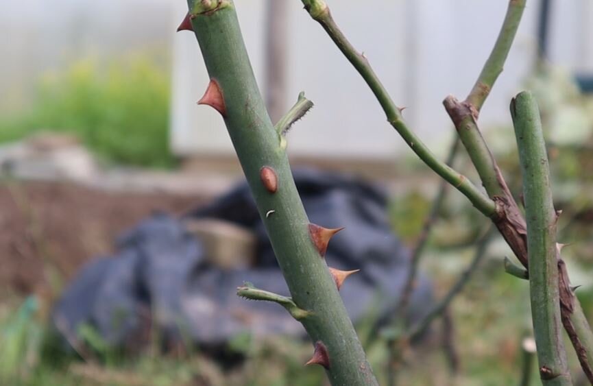 Укореняю черенки роз этим способом осенью уже 15 лет и все приживаются ...