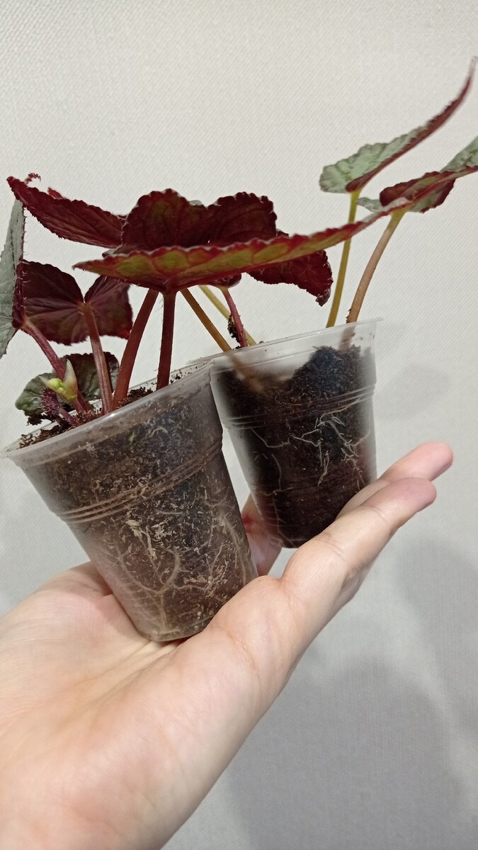 Видите бутончики?