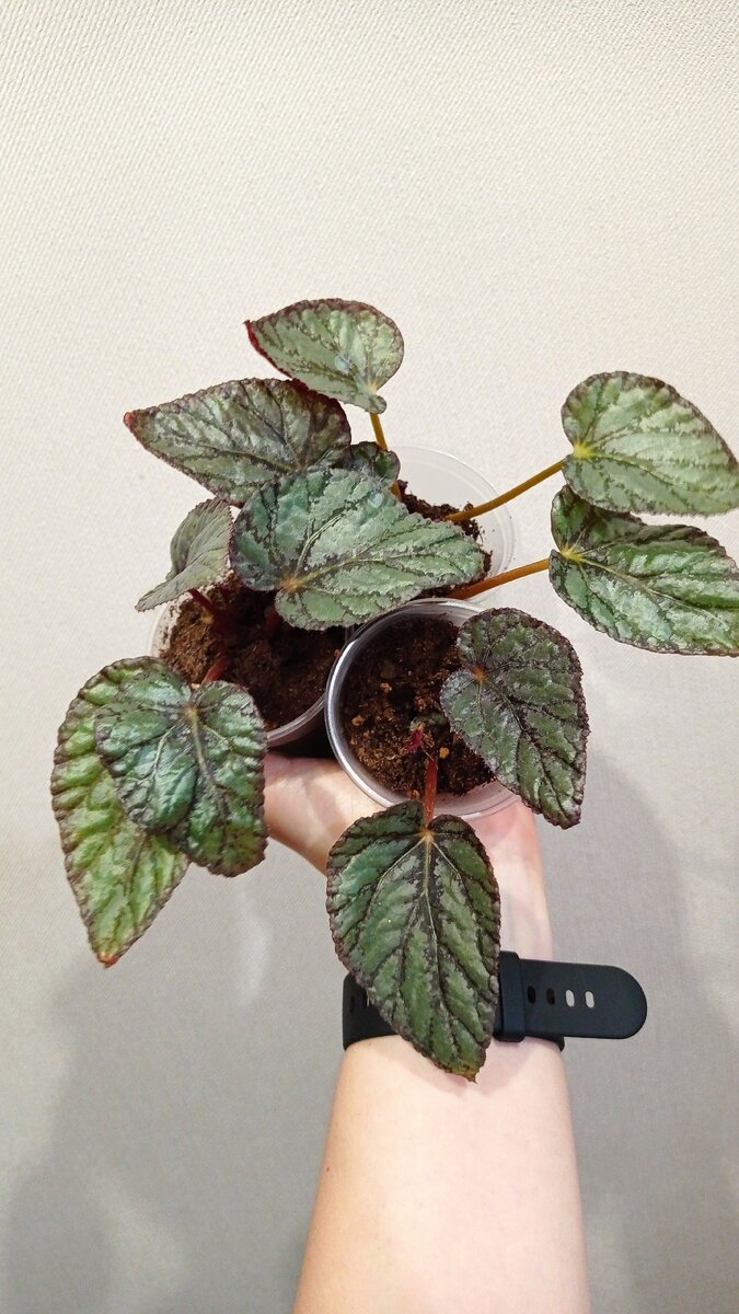 У всех активны точки роста