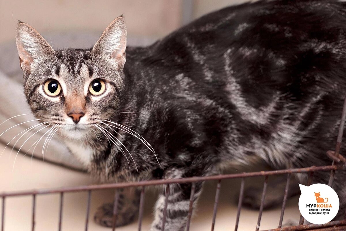 Красивого Леопардика нашли на улице. 