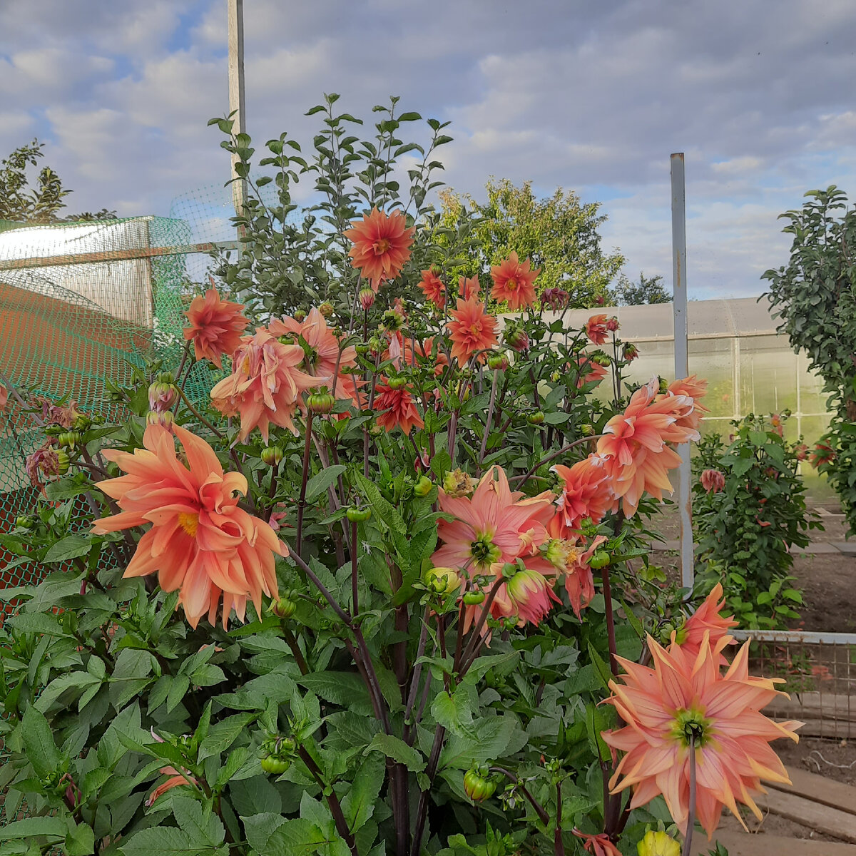 Цветов аромат и сияния глаз!