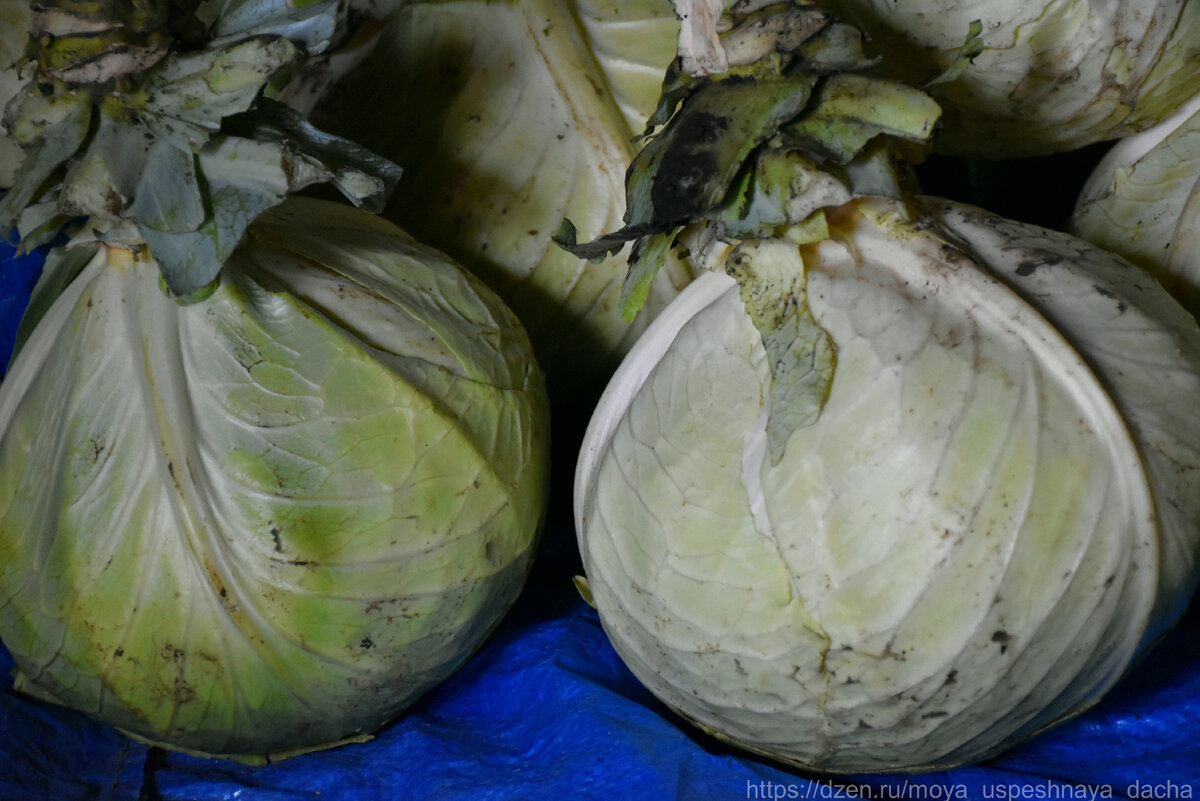 Натуральные способы сохранения капусты до весны