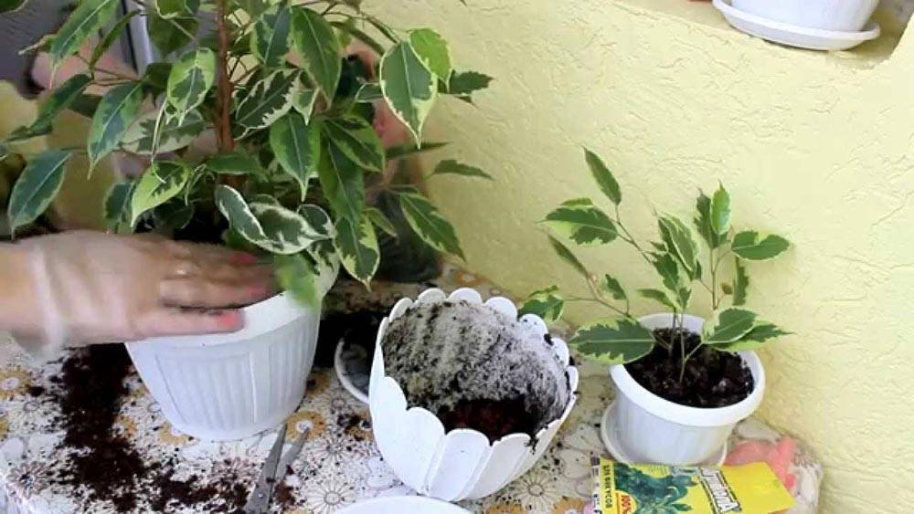 Какие комнатные цветы какую любят почву