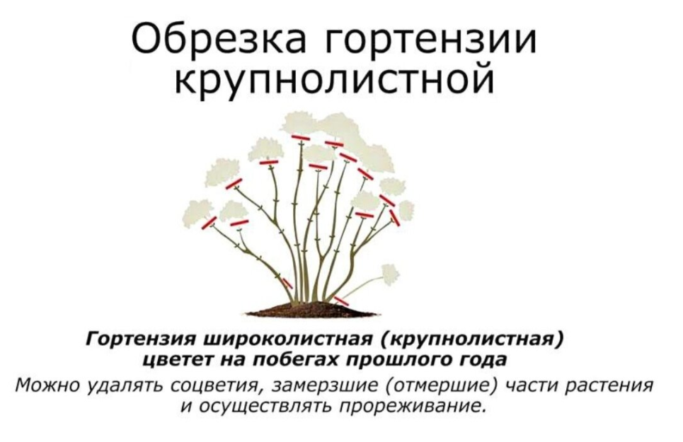 2 способа обрезки метельчатой гортензии для тех, кто любит пышное цветение. Нагл