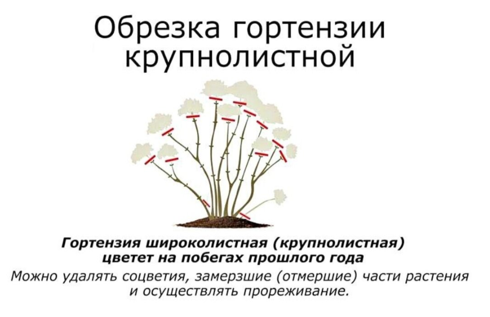 Как правильно цветет. Обрезка крупнолистной гортензии. Обрезка гортензии метельчатой. Обрезка крупнолистной гортензии весной. Осенняя обрезка гортензии метельчатой осенью.