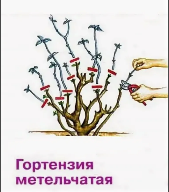 Как формировать гортензию. Схема обрезки гортензии метельчатой весной. Обрезка метельчатой гортензии весной схема. Обрезка метельчатой гортензии осенью. Обрезка метельчатой гортензии схема.