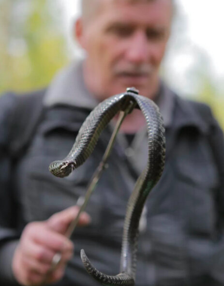 Змеелов Александр Писарев и гадюка. Во время осеннего отлова. Фото: Макс Бадулин