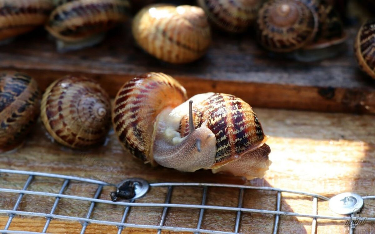    В Курской области будут в промышленных масштабах выращивать улиток