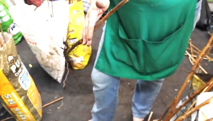 Продажа саженцев малины. Кадр любительского видео