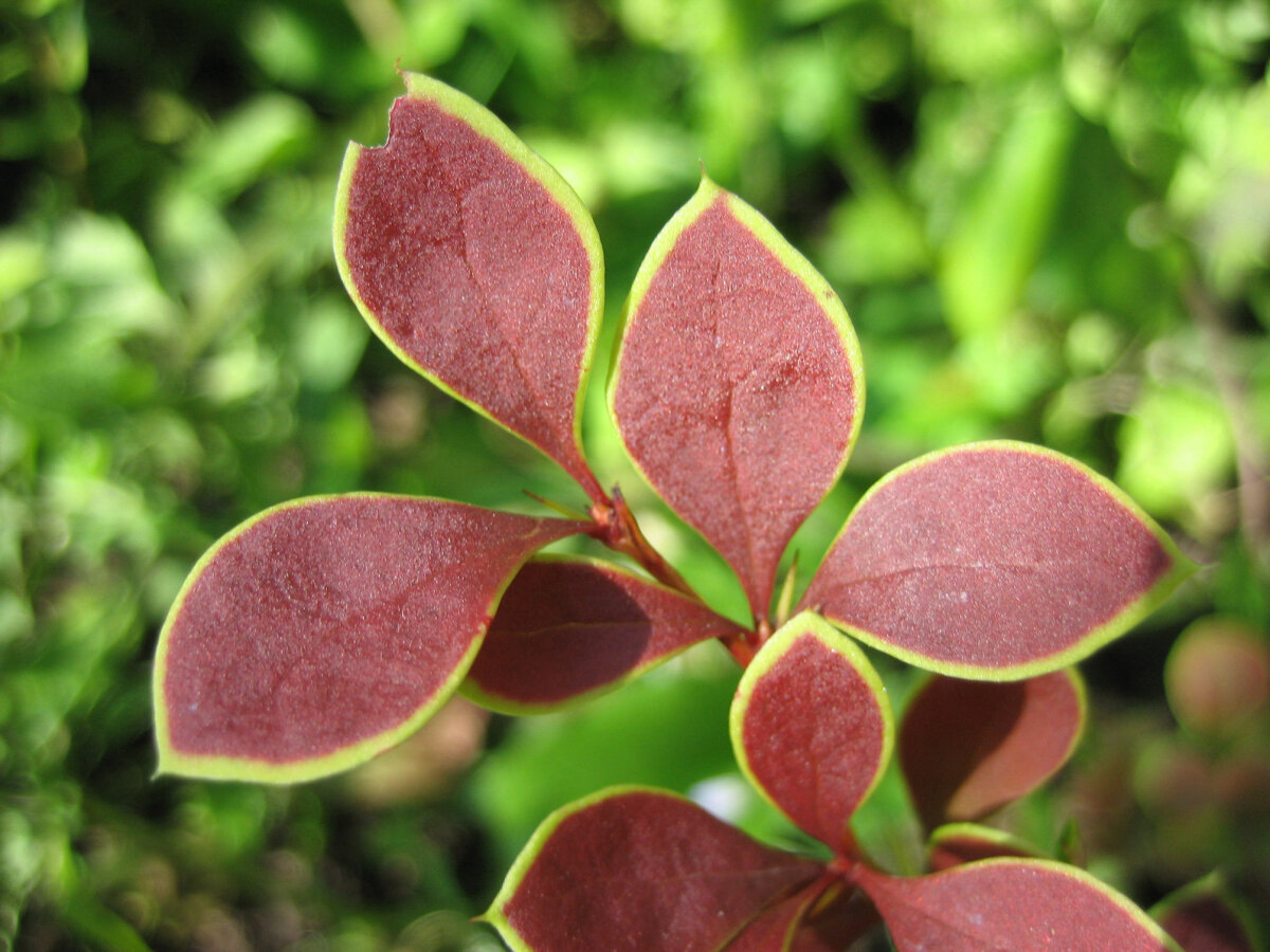   Барбарис, сорт 'Golden Ring'