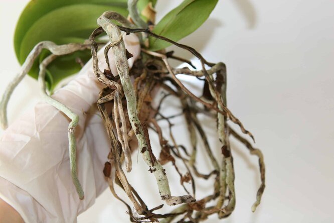 Почему корни у орхидеи сохнут: причины и способы решения проблемы