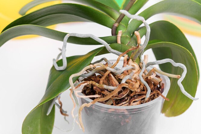 Почему у орхидеи сохнут воздушные корни и что делать баштрен.рф