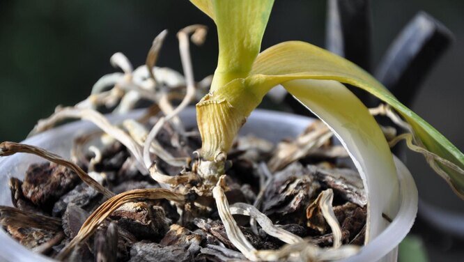 У орхидеи сохнут корни: что делать, обзор основных причин