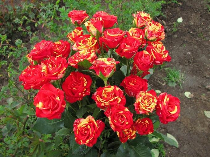 Миниатюрные розы: успехи выращивания, лучшие сорта