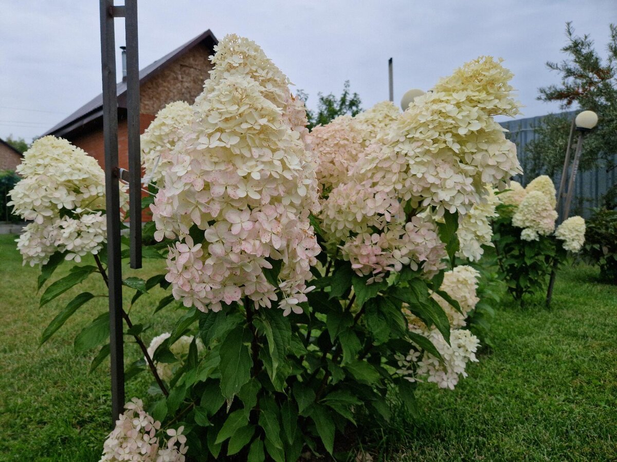 Ванилла фрейз. Выращена со своего саженца. 