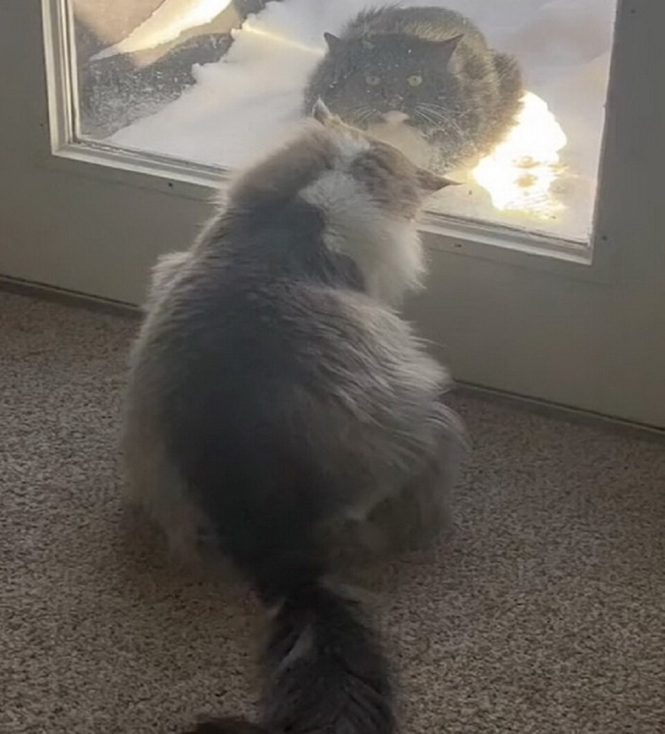 Уличный кот каждый день приходил в гости к дому молодой пары