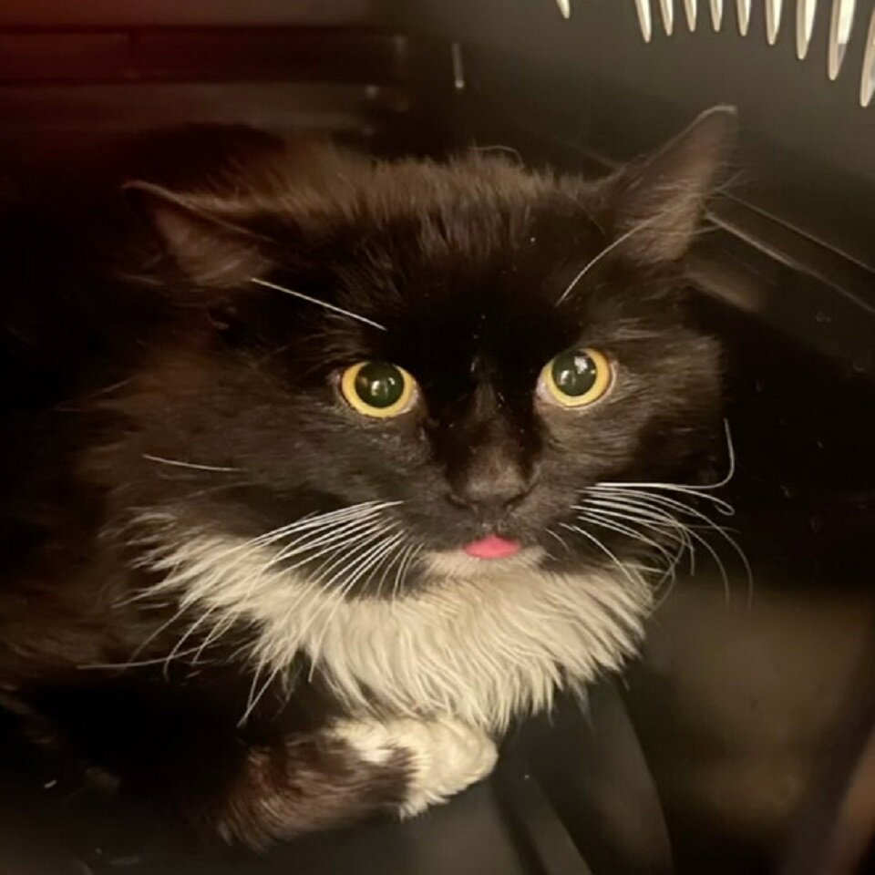 Кота пришлось перевозить в переноске потому, что он не давался на руки, царапался и шипел