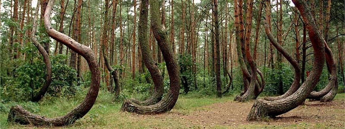 одна из геопатогенных зон России - танцующий лес в Рязанской области