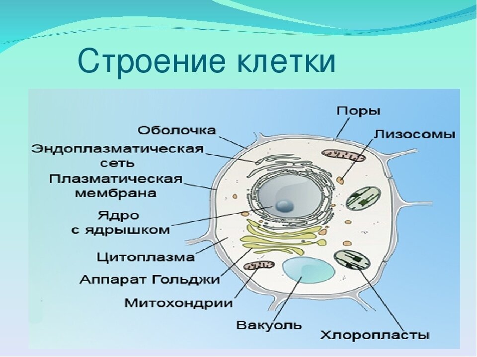 Загальний план будови клітини