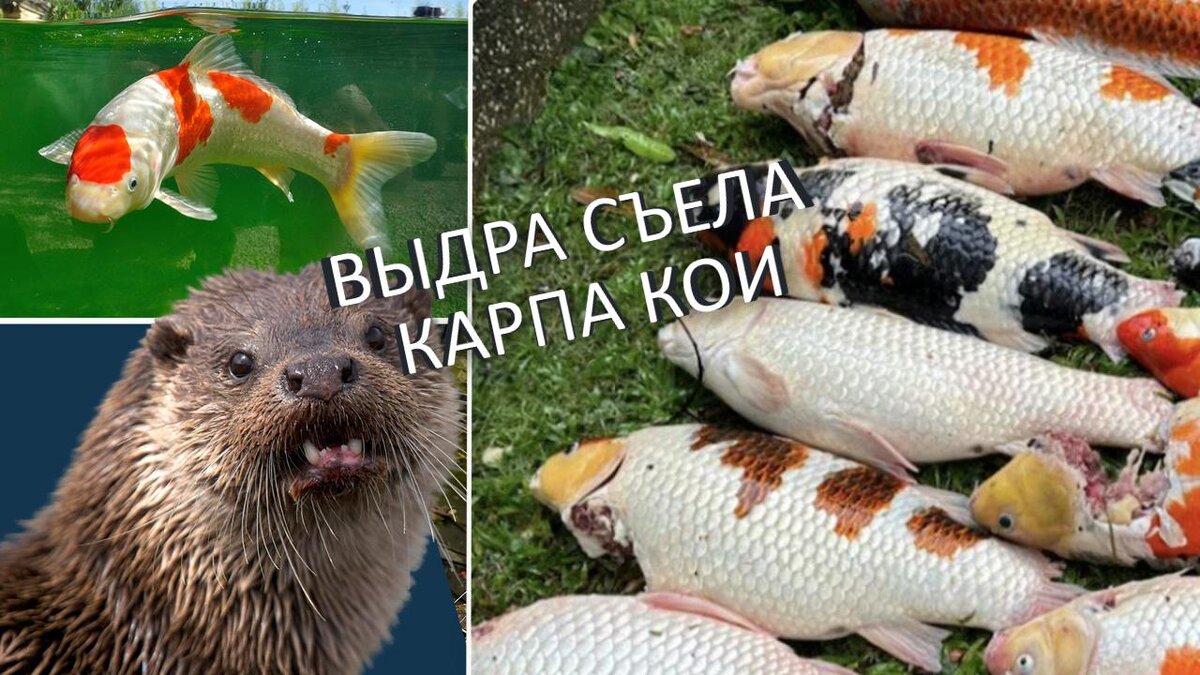 https://ok.ru/okhota.r
