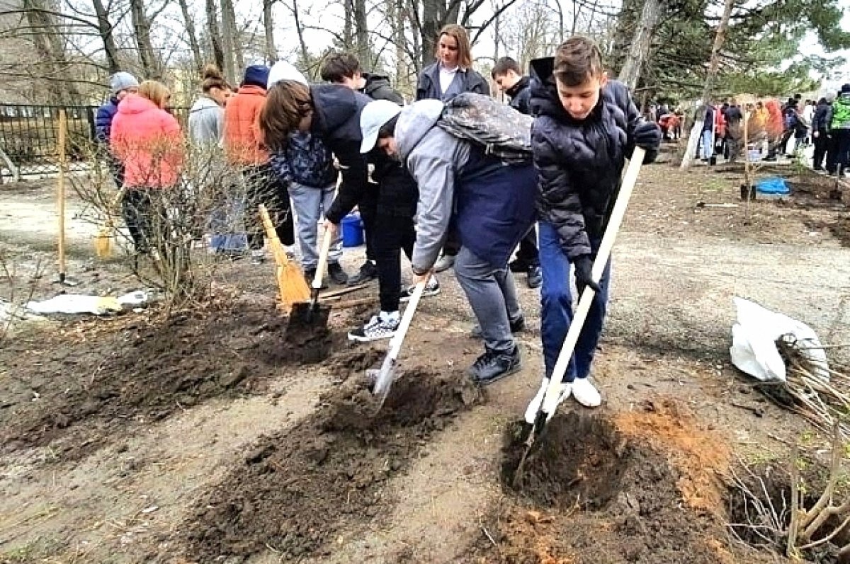   Власти Ростова намерены провести День древонасаждения 21 октября