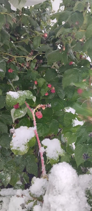 Малина в снегу