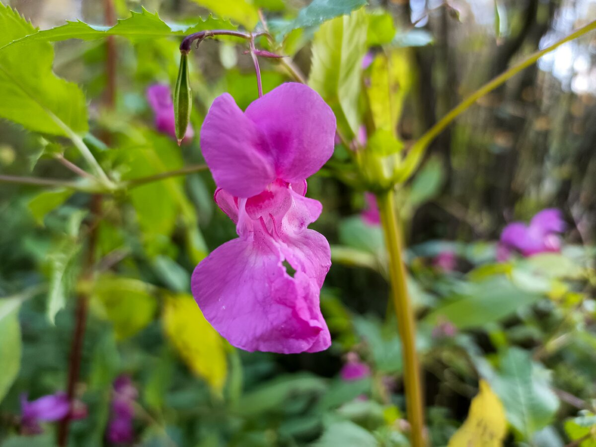 Бальзамин дикий. Impatiens Mirabilis. Бальзамин Баха. Бальзамин дикорастущий.